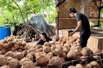 Đồng Tháp: Phát triển vùng dừa VietGAP lấy dầu, mở hướng xuất khẩu bền vững