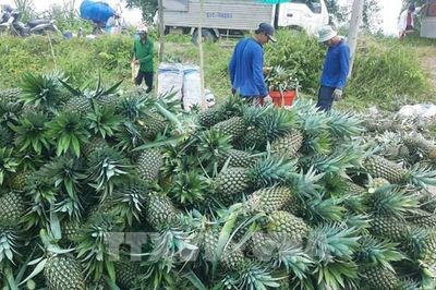 Giá dứa tăng gấp đôi
