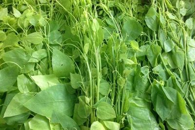 Loại rau dại từng bị nhổ bỏ, nay giá lên tới hàng trăm nghìn đồng/kg