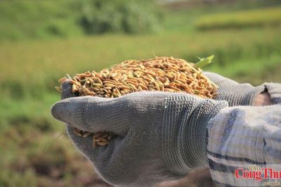 Nguồn cung dồi dào, xuất khẩu gạo bước vào cuộc đua mới