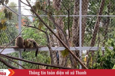 Vườn Quốc gia Xuân Liên cứu hộ, chăm sóc và bảo tồn động vật hoang dã