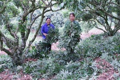 Bắc Ninh: Các nhà vườn tập trung chăm sóc vải thiều sau thu hoạch