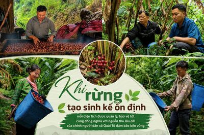 Dưới tán rừng xanh là sinh kế bền vững