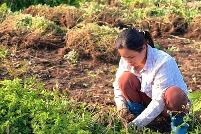 'Đỏ' mùa thạch đen