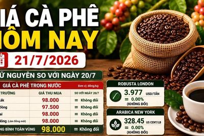 Giá cà phê hôm nay 21/7: Đi ngang ở 98.000 đồng/kg