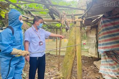 Lào Cai chủ động khoanh vùng, ngăn dịch lở mồm long móng trên đàn gia súc