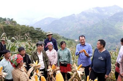 Ngô xuân được mùa trên đất dốc Trạm Tấu