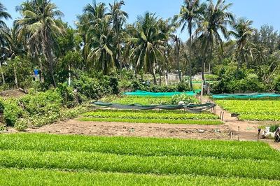 Rau xanh trên đảo Phú Quý