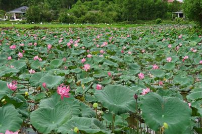 Mở hướng phát triển từ trồng sen lấy hạt