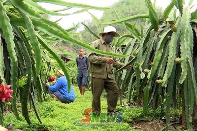 10 năm xây dựng thương hiệu 'Thanh long Sơn La'