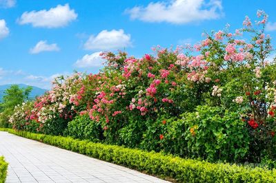 Quang Bình rực rỡ mùa hoa tường vi