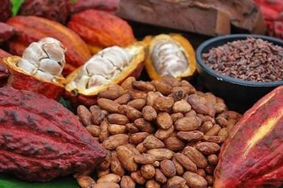 Xuất khẩu ca cao sang Bắc Âu: Doanh nghiệp cần đáp ứng đầy đủ tiêu chuẩn an toàn thực phẩm của châu Âu