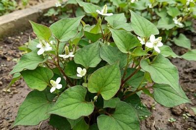 Xác định hàm lượng polyphenol, flavonoid và polysaccharide tổng số trong rau diếp cá (Houttuynia cordata Thunb.)