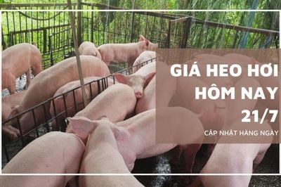 Ngày 21/7: Giá heo hơi tại một số địa phương ở ba miền trên cả nước giảm