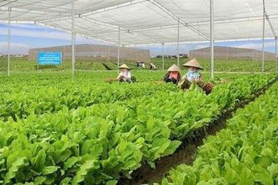 Phúc An Nông cung ứng hạt giống và vật tư nông nghiệp chất lượng, thân thiện với môi trường