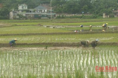 Toàn tỉnh gieo cấy lúa hè thu đạt trên 75% diện tích
