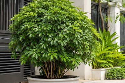 Có nên trồng cây Ngũ Gia Bì trước nhà?
