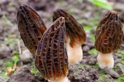 Từng bị xem là nấm dại mọc trong rừng, loài này giờ được bán với giá khiến nhiều người choáng váng, ai tìm thấy được ví như chạm tay vào 'kho báu'