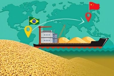 Brazil tiếp tục củng cố vị thế tại thị trường đậu tương Trung Quốc, xuất khẩu từ Hoa Kỳ sụt giảm