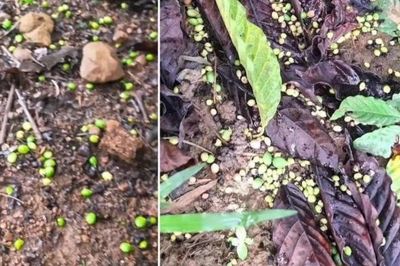 Giảm rụng trái cà phê bằng giải pháp hữu cơ