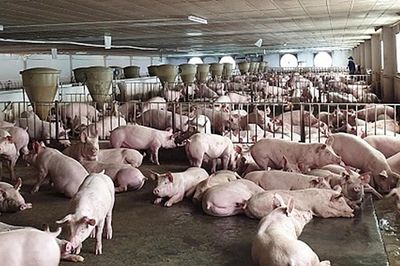 TPHCM đặt mục tiêu chủ động kiểm soát dịch bệnh động vật giai đoạn 2026-2030