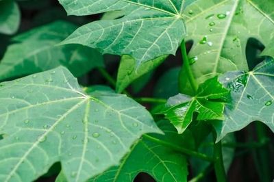 5 lợi ích sức khỏe của rau mì chính