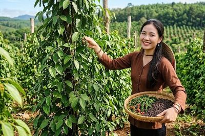 Giá hồ tiêu hôm nay 22.7: Đi ngang, cao nhất 140.500 đồng/kg