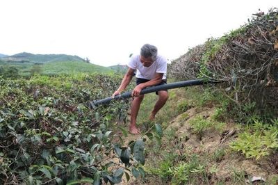 Nhiều diện tích chè ở Nghệ An bị khô cháy do nắng hạn