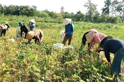Cha mẹ mải miết tìm con trai mất tích, việc đồng áng được cả thôn thu hoạch giúp