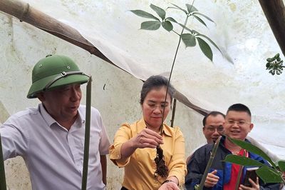 Đồng chí Võ Thị Minh Sinh kiểm tra tình hình phát triển dược liệu dưới tán rừng và kiểm tra công trình trường liên cấp tại xã Na Ngoi