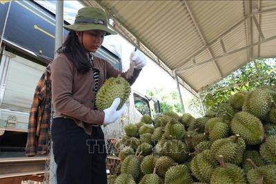 Lâm Đồng: Nhà vườn sầu riêng thấp thỏm vì giá bán giảm sâu