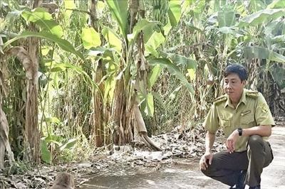 Thả khỉ đuôi dài quý hiếm về Vườn Quốc gia U Minh Hạ