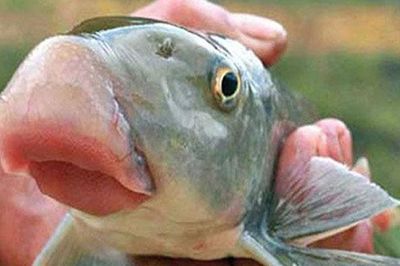 Loại cá ngoại hình xấu xí nhưng có tên rất đẹp, giá lên tới cả triệu đồng/kg