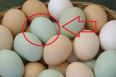 Sự thật về trứng vịt vỏ xanh và vỏ trắng không phải ai cũng biết