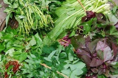 Loại rau chỉ hái được vào sáng sớm, quá trưa là mất ngon