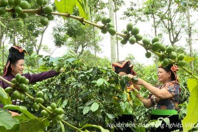 Mở lối cho Arabica Điện Biên chinh phục phân khúc xuất khẩu cao cấp