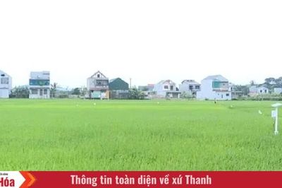 Bước tiến trong canh tác lúa bền vững