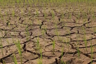 Hạn hán và xâm nhập mặn khiến khoảng 3.821 ha lúa Hè Thu phải lùi, giãn thời vụ