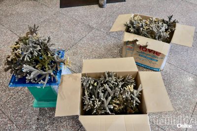 UBND tỉnh Khánh Hòa chỉ đạo tăng cường kiểm soát, ngăn chặn, xử lý nghiêm các hành vi xâm hại hệ sinh thái biển