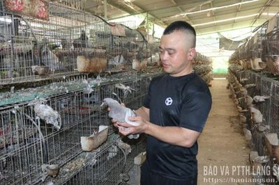 Làm giàu nhờ bồ câu Pháp