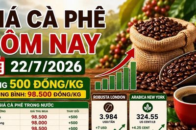 Giá cà phê hôm nay 22/7: Trong nước và thế giới cùng tăng