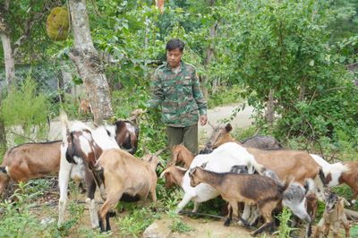 Làm giàu trên đất Ma Rai