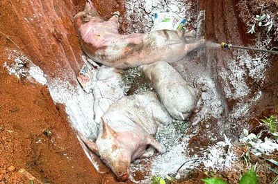 7 xã phát sinh dịch tả lợn châu Phi
