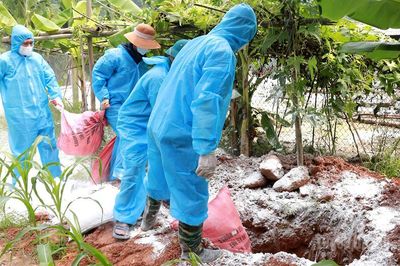 Xuất hiện dịch cúm gia cầm A/H5N1 tại xã Tân Quang