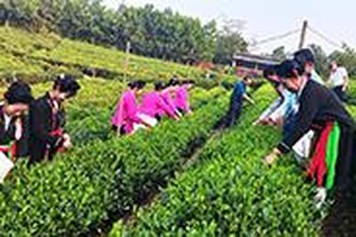 Sản xuất theo tiêu chuẩn để nâng tầm giá trị nông sản