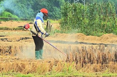 Rơm rạ: Từ phụ phẩm đến phân bón hữu cơ