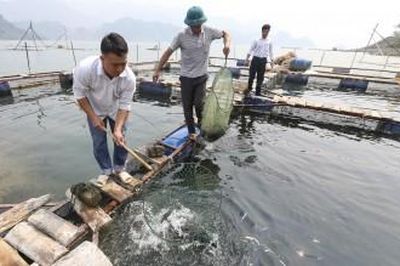 Mua, bán nông sản, thủy sản bằng bảng kê: Hiểu đúng để tránh rủi ro về thuế