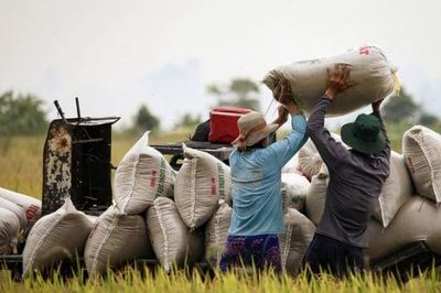 Giá gạo xuất khẩu Việt Nam tăng nhẹ