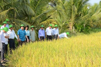 Khi HTX Gò Gòn đưa sở hữu trí tuệ và 'hồ sơ số' vào từng hạt gạo