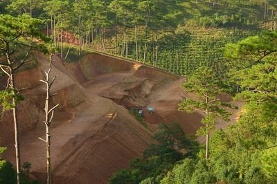 Những 'vết cắt' nhức nhối giữa rừng thông Lâm Đồng